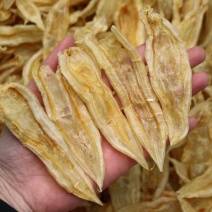 100头双背鱼胶花胶新货肉质新鲜完整漂亮货没有油面