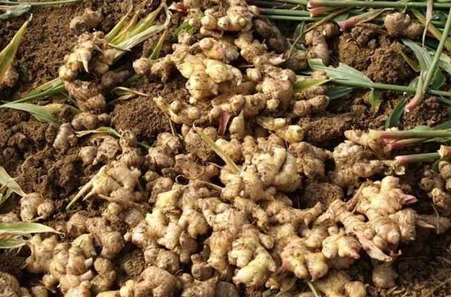 农民正在田间采挖大黄姜,土地松软,成串的黄姜根茎被拔出,周围堆放着刚收获的作物,背景有山丘和树林,体现自然生态种植环境 大黄姜采收现场