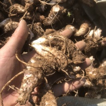 湖北玄参芽头，玄参芽，湖南玄参芽，改良版芽头，涨势凶猛