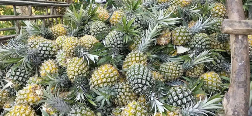新鲜菠萝果肉摆盘图