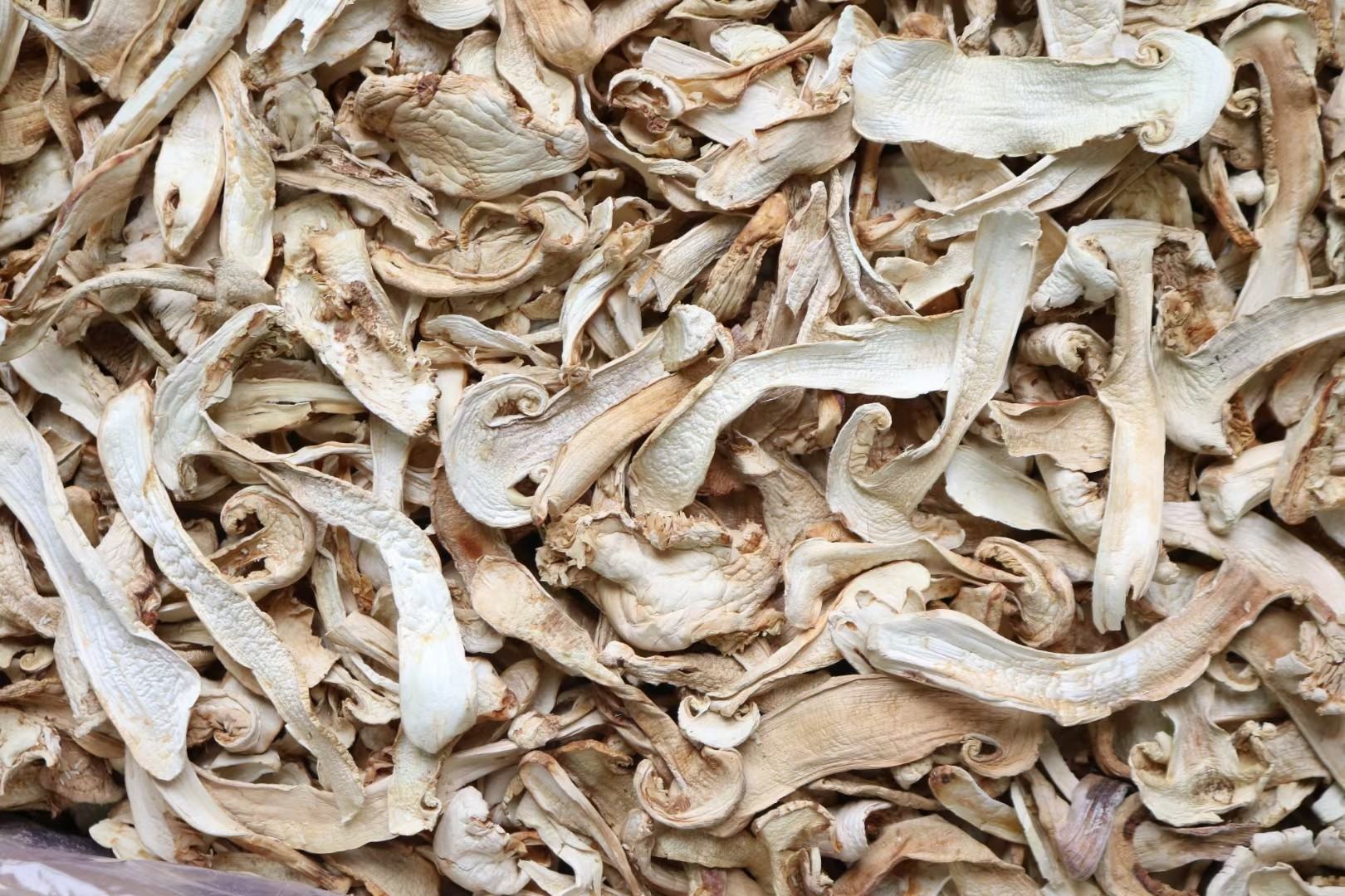 松茸与霉菌对比图