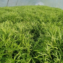 天然新鲜芦篙厂家直销量大从优支持拿样