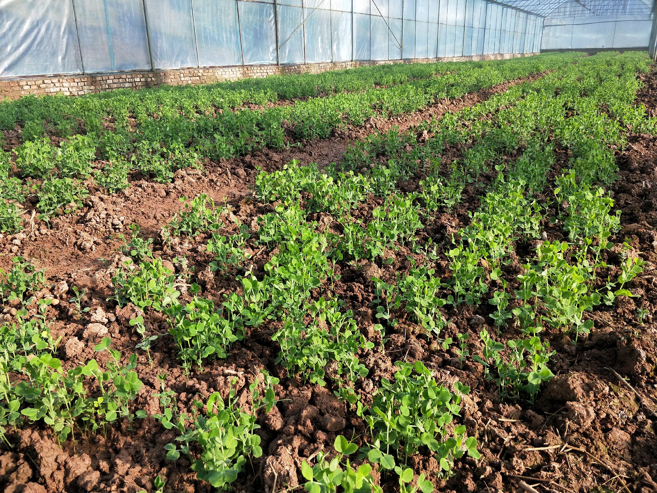 豌豆尖温室种植场景