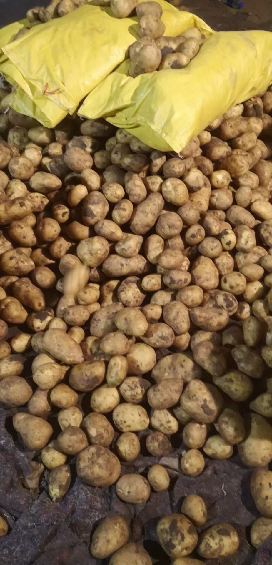 黑龙江牡丹江尤金土豆大量上市