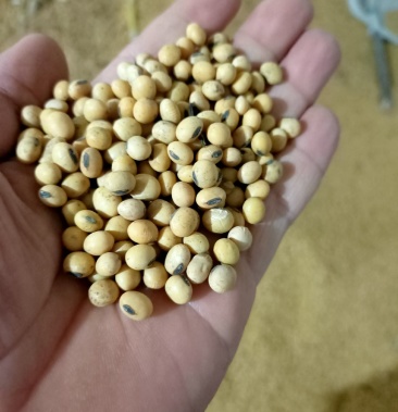 齐黄34高蛋白大豆