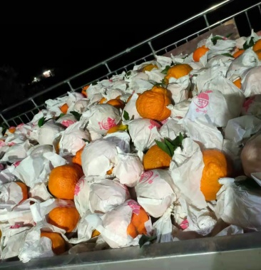 [春见柑桔批发]耙耙柑,套袋果,颜色好价格1.30元/斤 - 一亩田