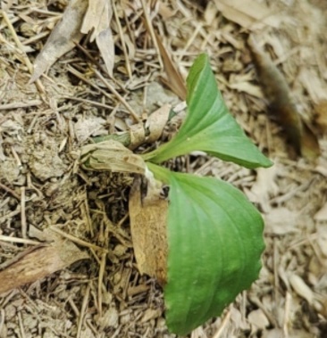 松陽覓味土特產高山野生見血清 鮮貨 品質保障 真正的高山