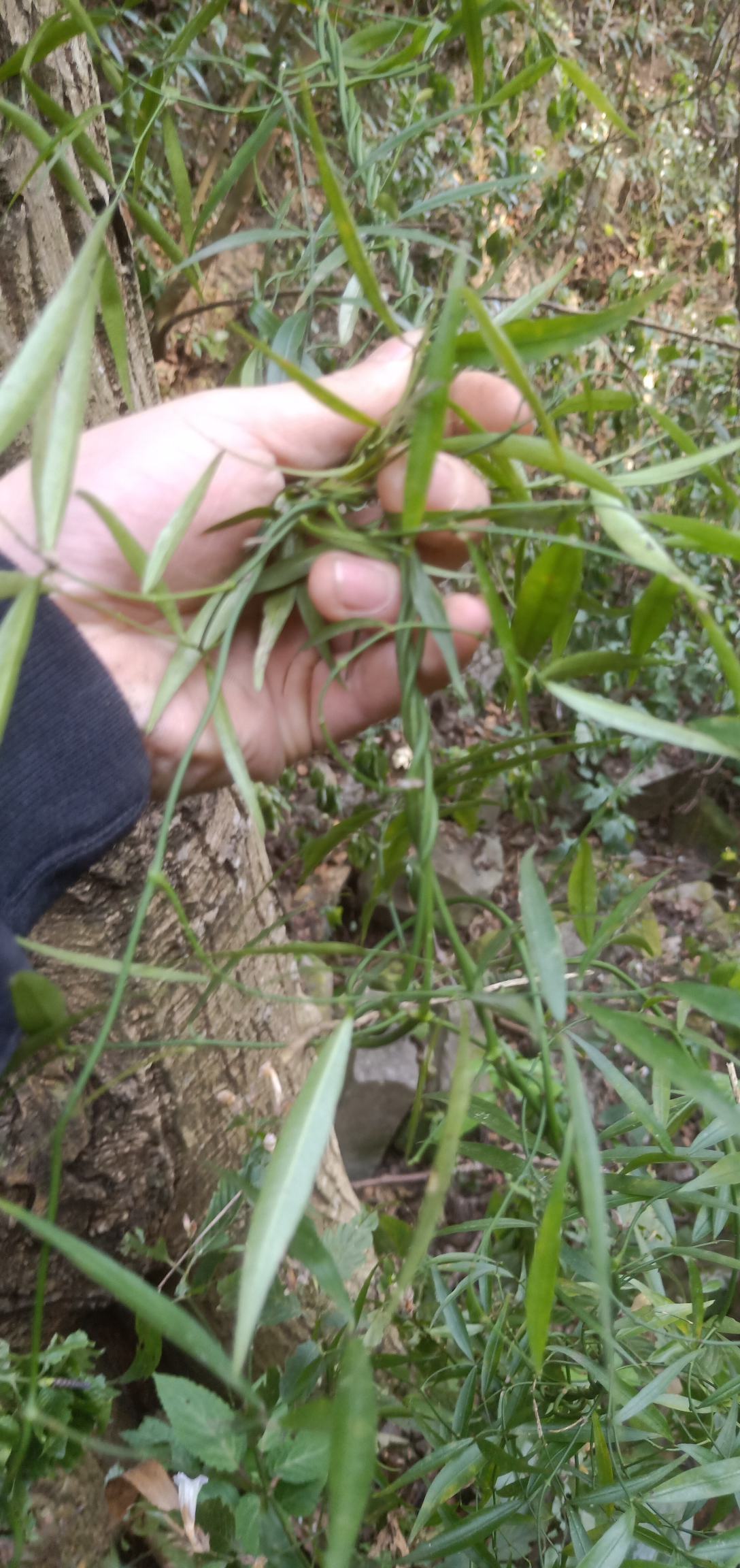 贵州野生华重楼独脚莲七叶一枝花