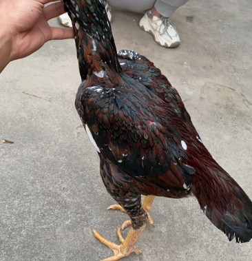 [斗鸡苗批发]高质量越南大赛货精品越南鬼子鸡价格450.