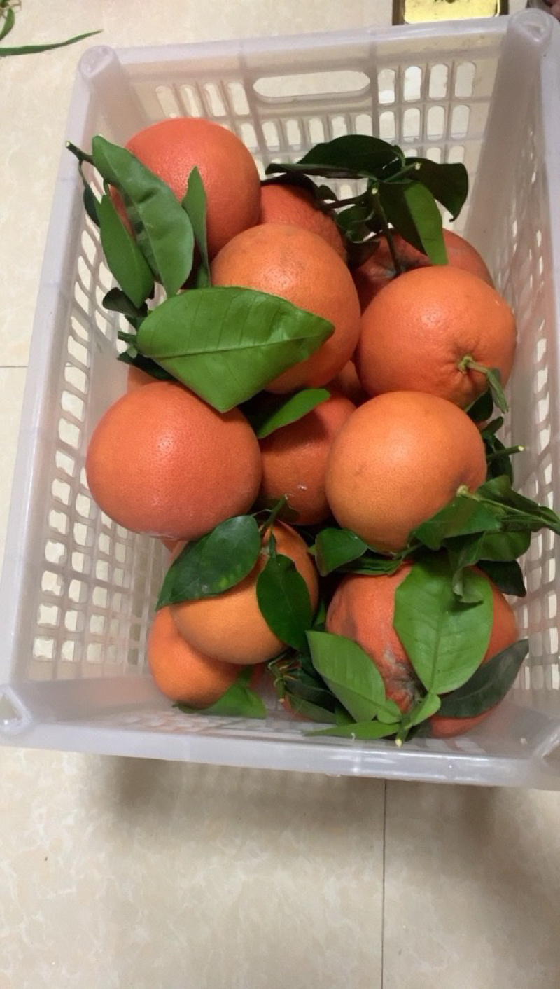 [葡萄柚批发]福建漳州平和县柚子 5.10元/斤福建西柚 产地直 _ 一亩田