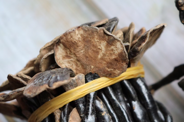 展示竹灵芝生长在竹节或竹根部位的特写照片,突出其与竹子的关系 竹灵芝生长示意图