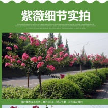 紫薇花苗盆栽花卉植物庭院绿化树苗大红色百日红红火箭四季