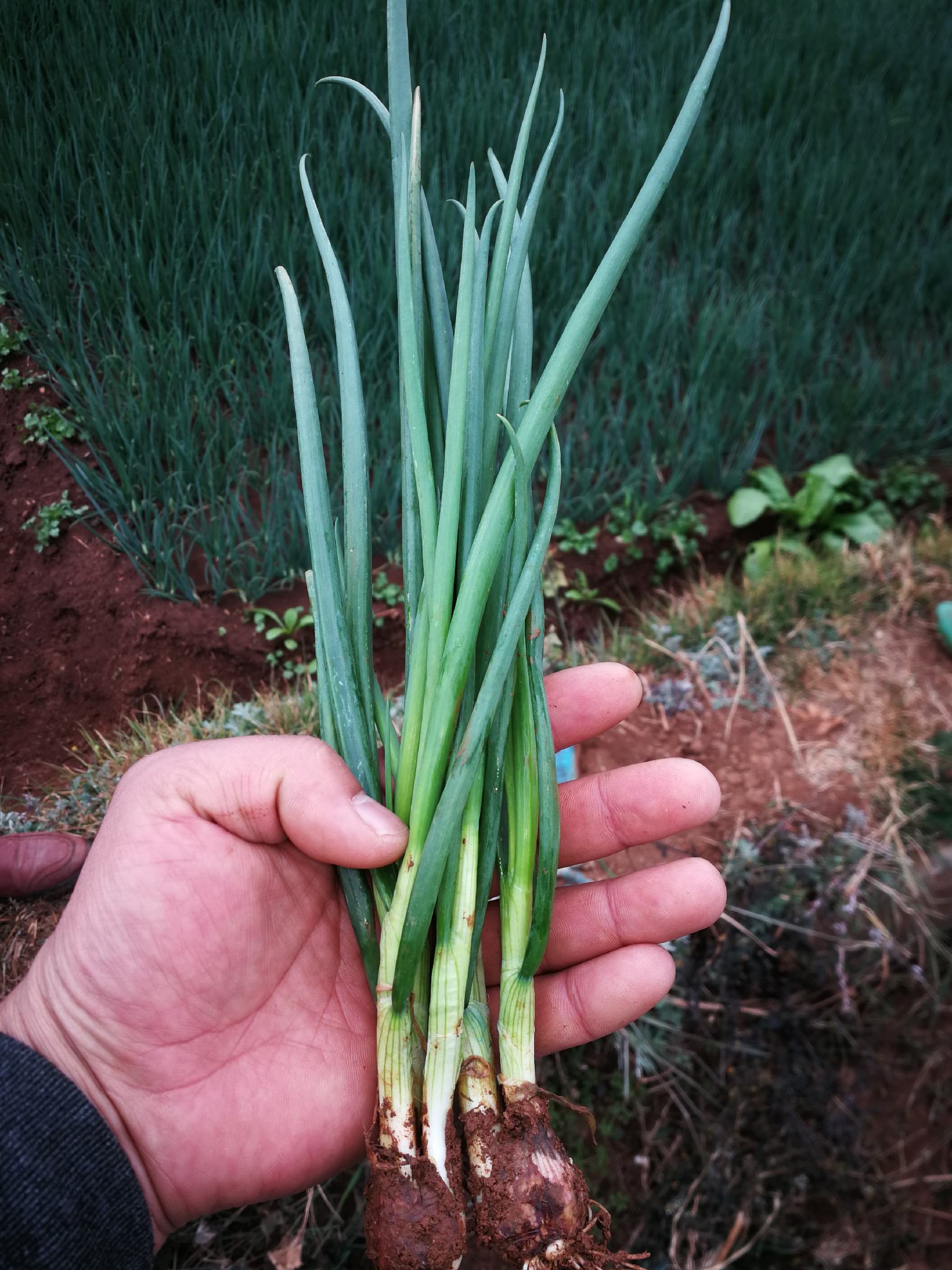 云南大理高原红土铁杆小香葱