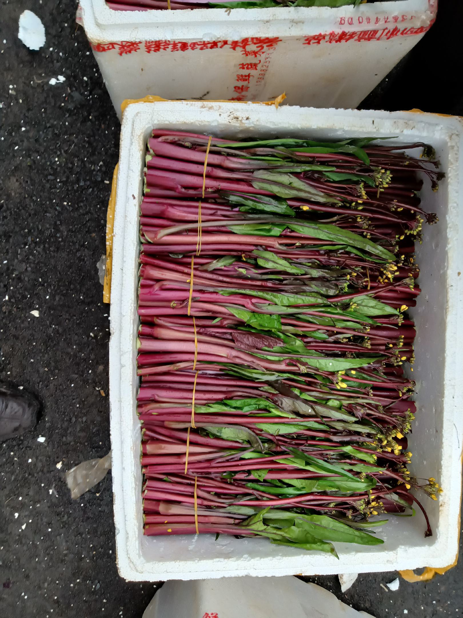 [油菜苔批发]大型基地精品红油菜苔价格1.20元/斤 - 一亩田