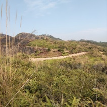 山地出租，500亩，矮山坡，可种植各类果树，桉树等