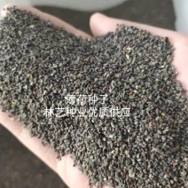 留兰香薄荷种子食用薄荷籽盆栽驱蚊四季开花易种易活