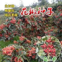 花椒种子山椒红椒麻椒大红袍花椒种子川花椒树刺篱笆