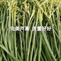 芦蒿新鲜芦蒿全部嫩芽头长年供货
