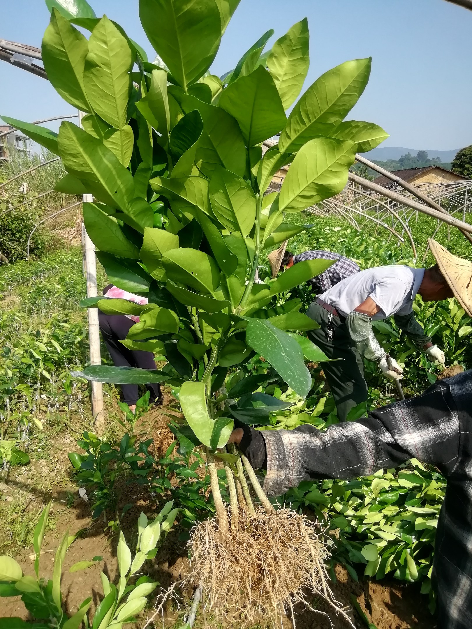 [柚子苗批发]正宗泰国红宝石青柚苗 青皮红肉柚子苗红心蜜柚苗纯正