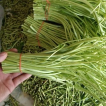 新鲜蔬菜芦蒿泥蒿藜蒿零售批发三斤包邮全国发货