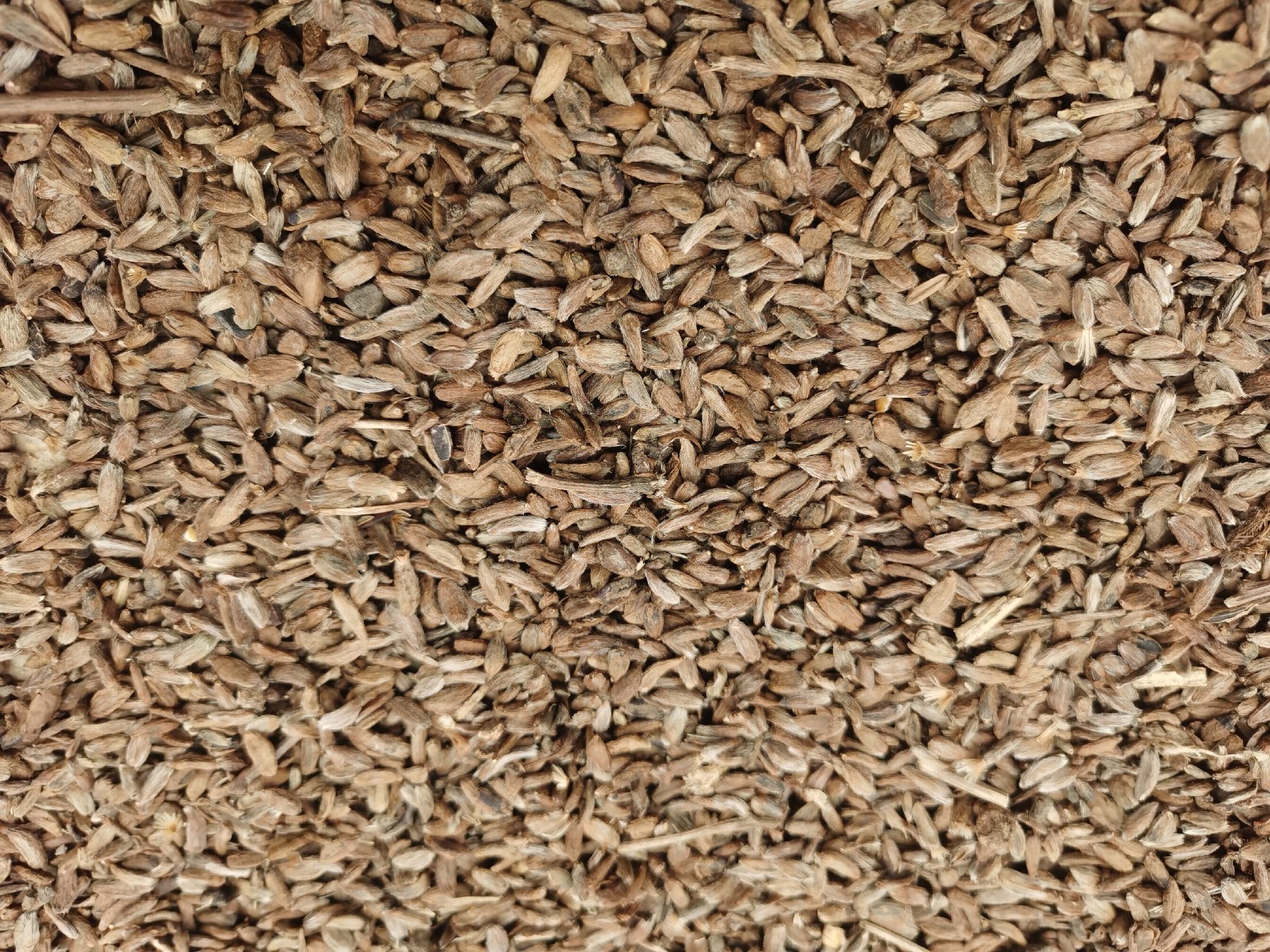 生白术片显微结构与高效液相色谱图