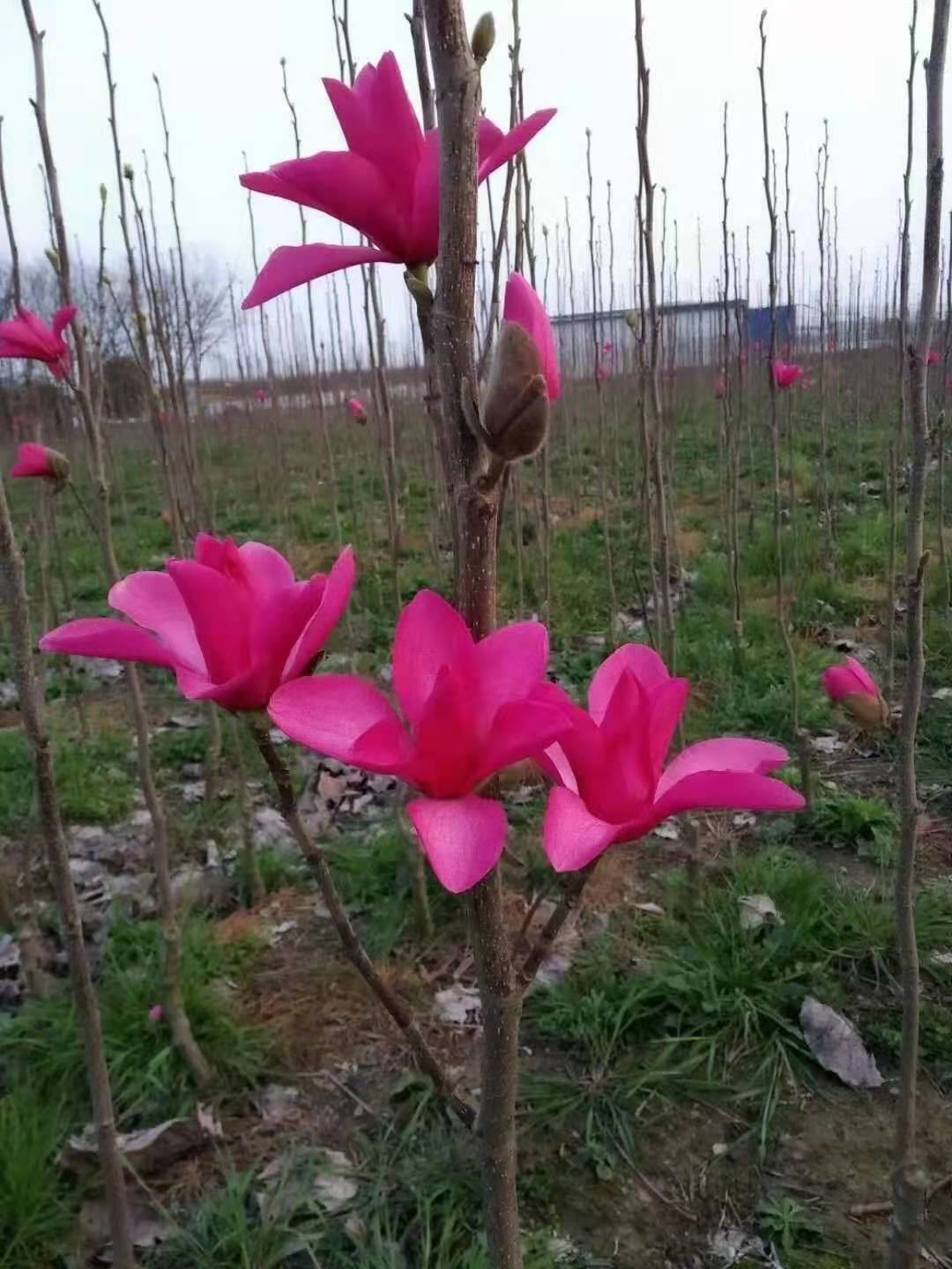 玉兰苗红玉兰苗三季鸿运玉兰玉兰树娇红一号真品