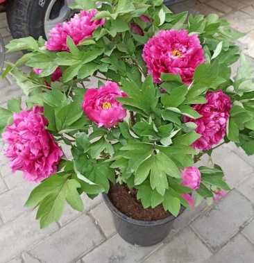 花卉盆景洛阳春节开花牡丹盆栽年宵礼品