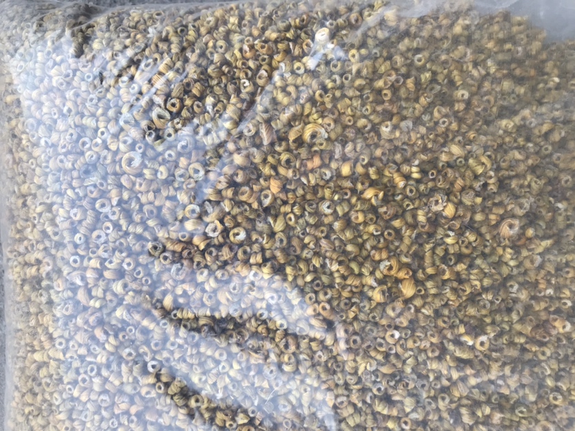 光学显微镜400倍放大下的小米石斛茎部横切面,显示其维管束排列紧密,薄壁细胞中充满透明黏液质,环状排列的厚壁组织层较普通石斛更为细密,表明其胶质富集能力强 实验室显微镜下观察小米石斛横切面组织结构