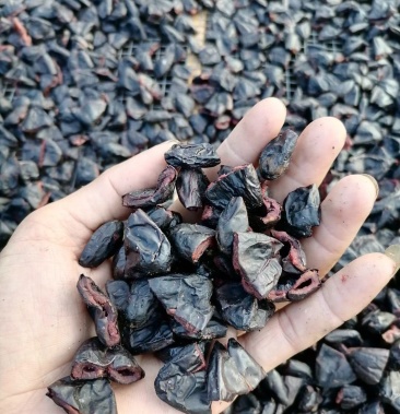 大量供应信宜油榄角干多种级别乌榄角农家自产咸香榄角干