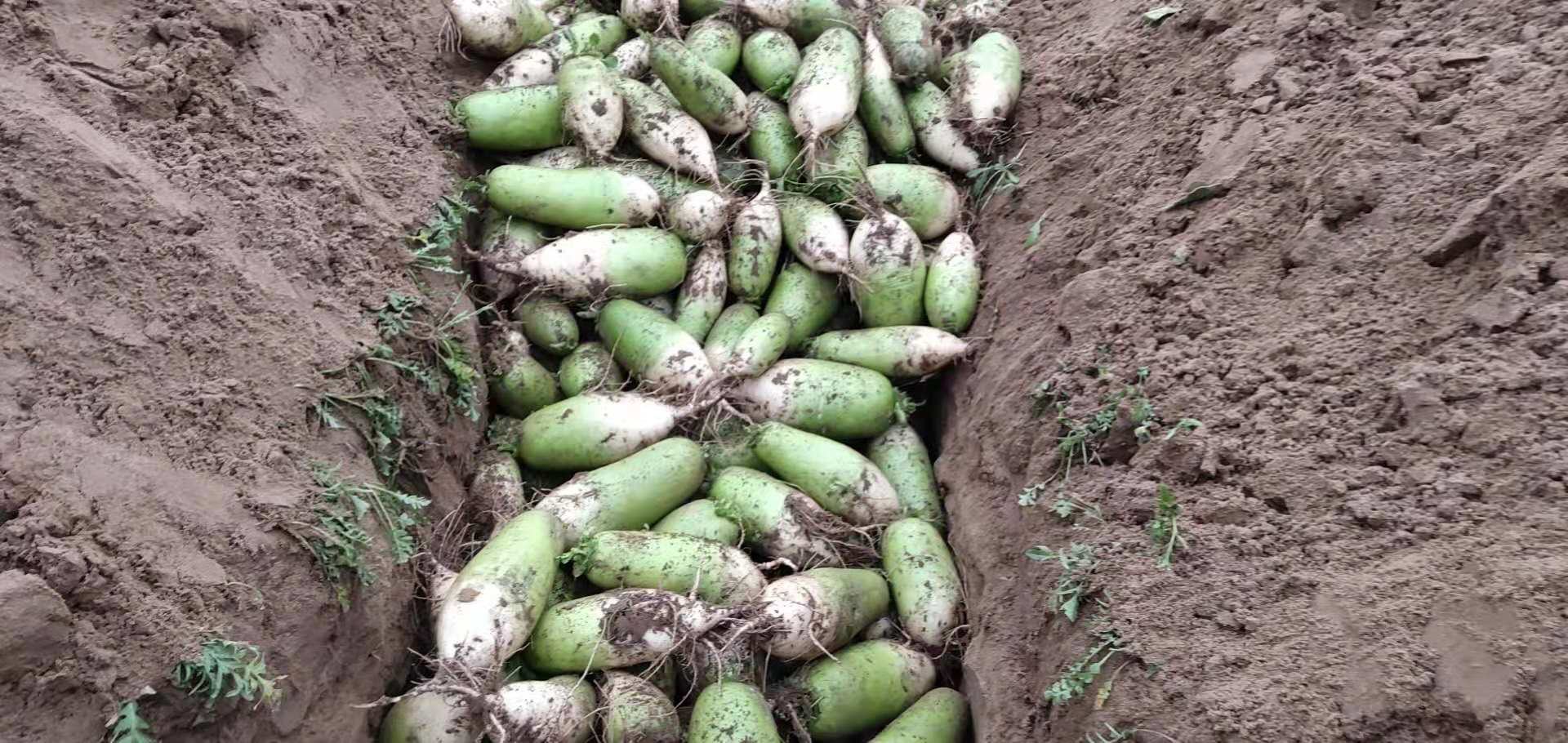 胡萝卜机械化收获作业现场