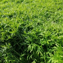 信誉至上，品质至上精品保障