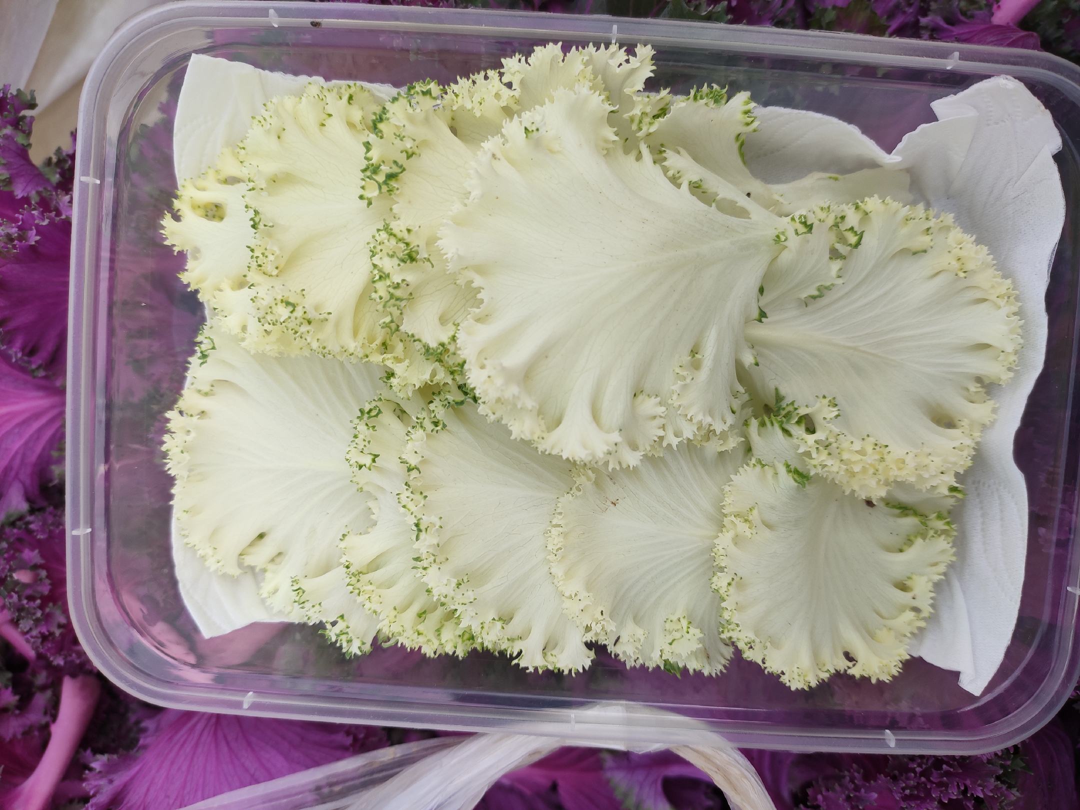 家庭厨房中羽衣甘蓝的储存方式展示