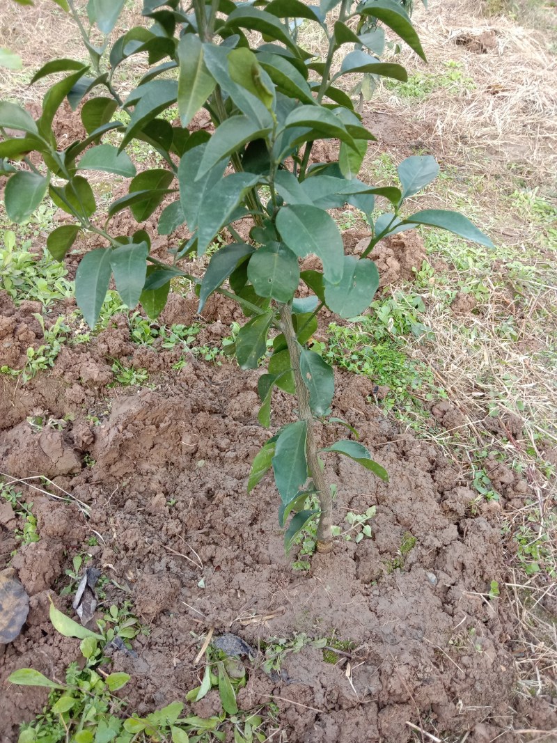 华美2号柑橘苗,只做良心苗,无菌苗木,品种包纯