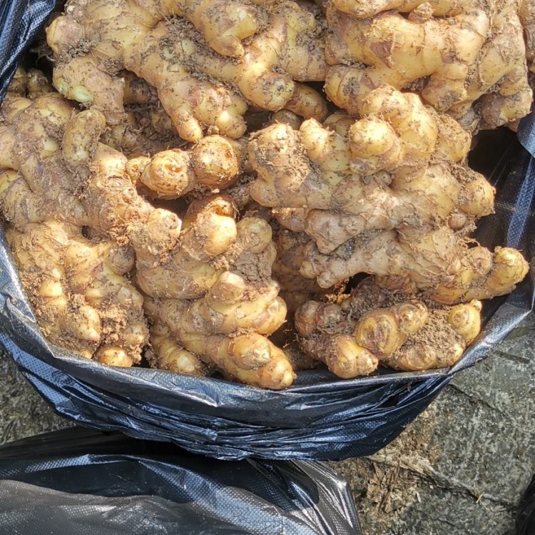 [大黄姜批发]【精品二黄姜】贵州盘州市二黄姜 产地直销 自有种植基地