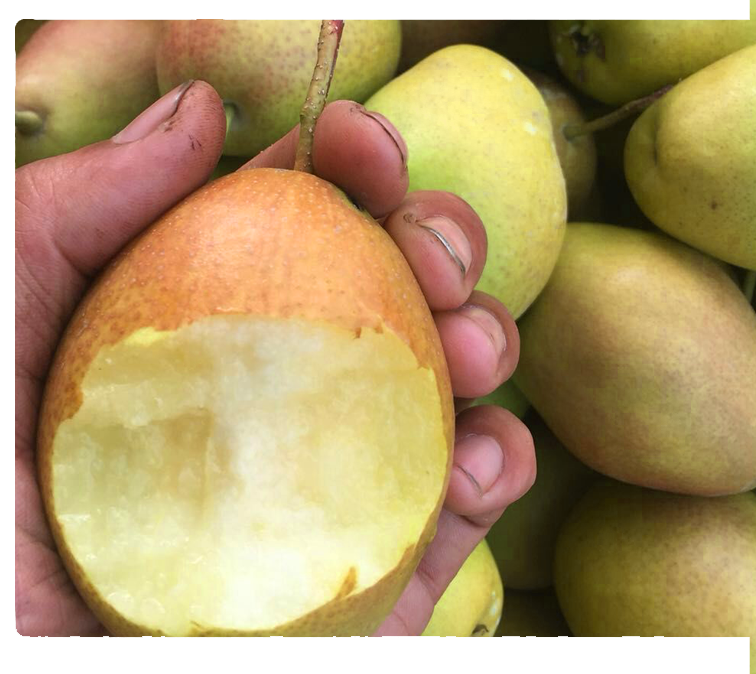 一名年轻女性坐在餐桌前,嘴角轻微红肿,手中拿着半颗黄金梨,面前放着手机显示‘过敏测试’页面,体现梨引发过敏的情景 图片描述