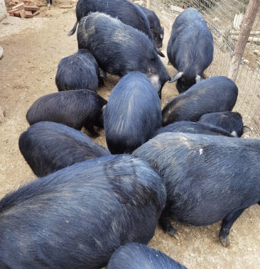 福州藏香猪自繁自养生态放养农家自家农场养殖