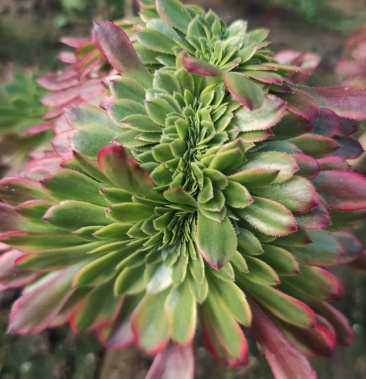 嘉年华缀化缀化线10cm叶展13cm