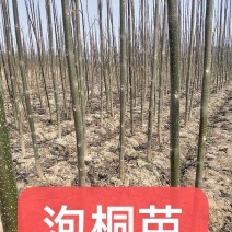 河南大量出售泡桐苗3公分4公分5公分6公分7公分8公分9