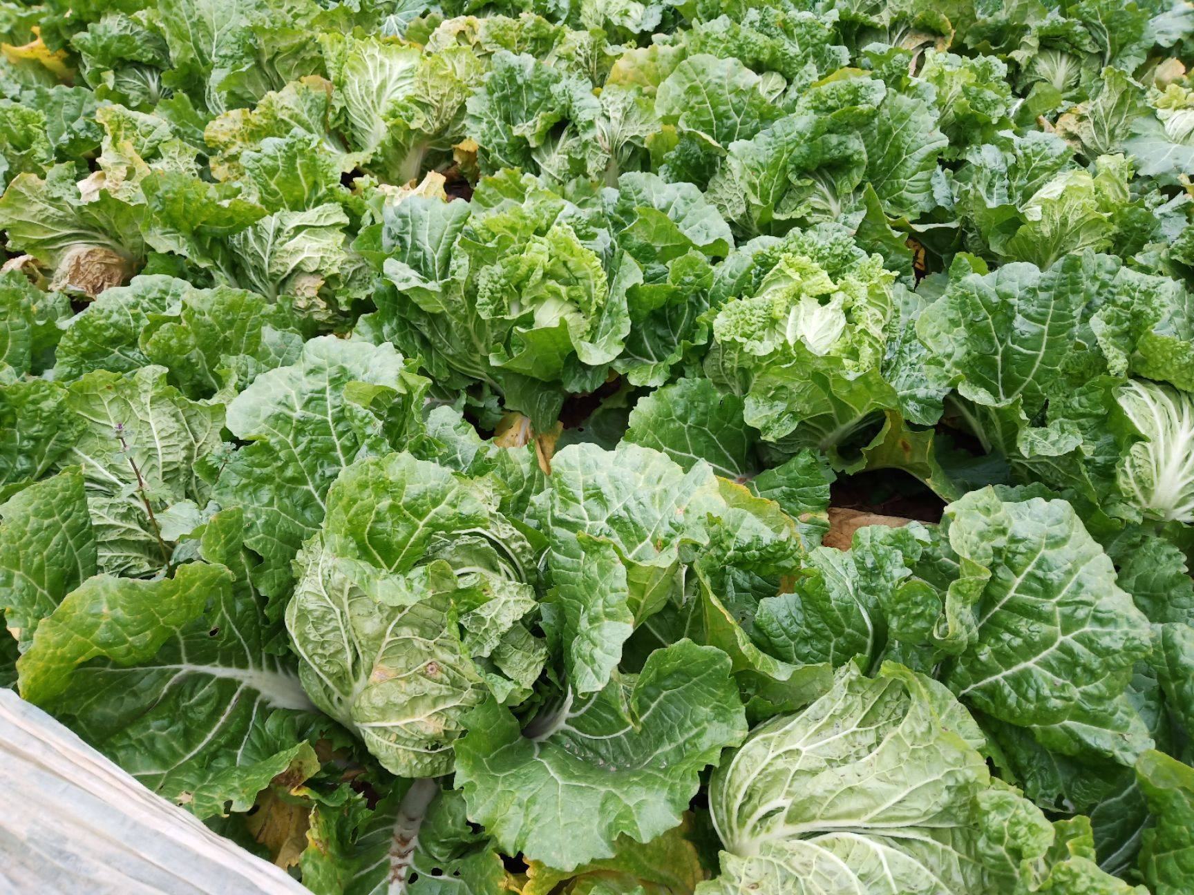 展示甘肃河西走廊地区使用黑色滴灌带铺设于白色地膜之下,两侧整齐排列的二青白菜幼苗正在生长,地面干燥但植株健康,体现节水高效栽培技术应用 西北干旱区膜下滴灌系统应用于二青白菜田间实景