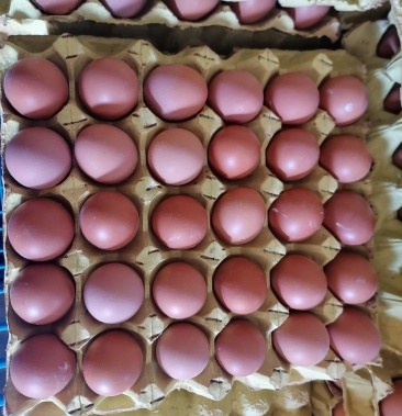 新鲜鸡蛋初产蛋小码蛋