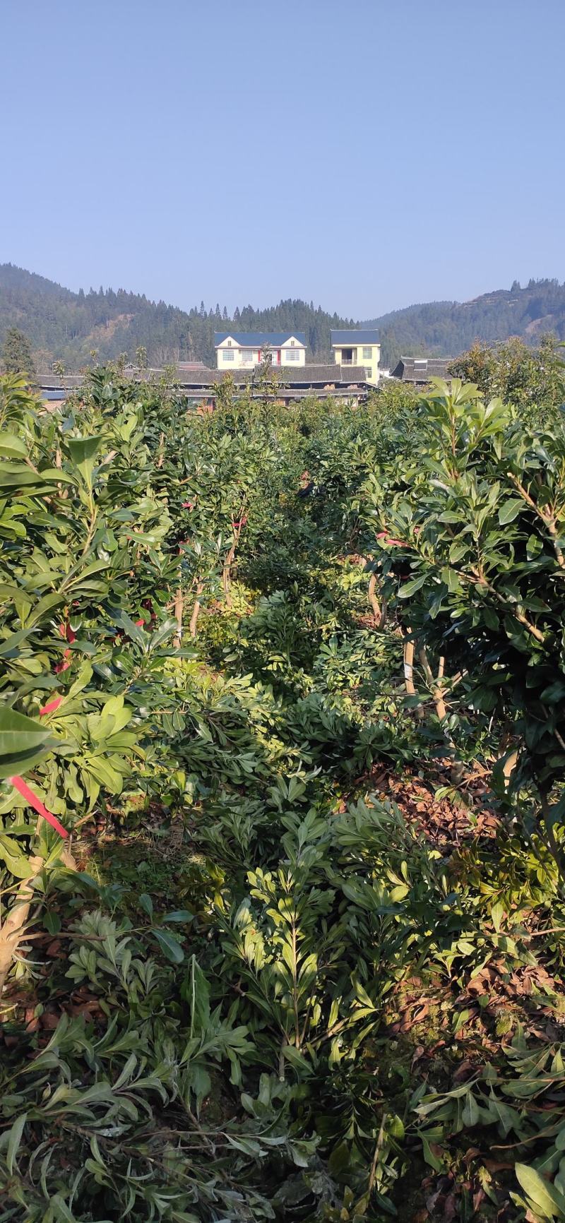 [杨梅树批发]湖南怀化靖州县杨梅树 38.00元/棵基地直销精品 _ 一亩田