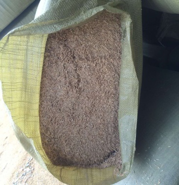 压缩稻壳压块稻壳压块谷壳散装稻壳垫料稻壳