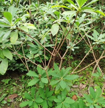 结香苗结香花苗结香大小苗金腰袋打结花梦冬花喜花树苗