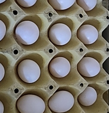 [鸽子蛋批发]天昊养殖场大量出售新鲜鸽子蛋价格2.80元/个 - 一亩田