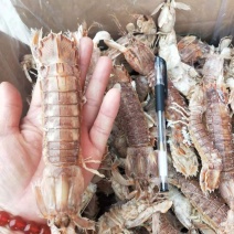 琵琶虾爬虾，熟冻的，个大肉厚新鲜一手货源大量现货供应