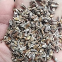 苍术种子正宗纯新带朱砂点北苍术籽包发芽四季播种