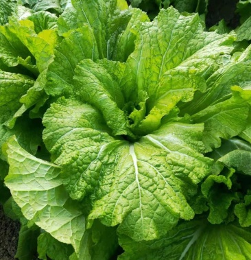 大量出售各种农户产品,大青菜