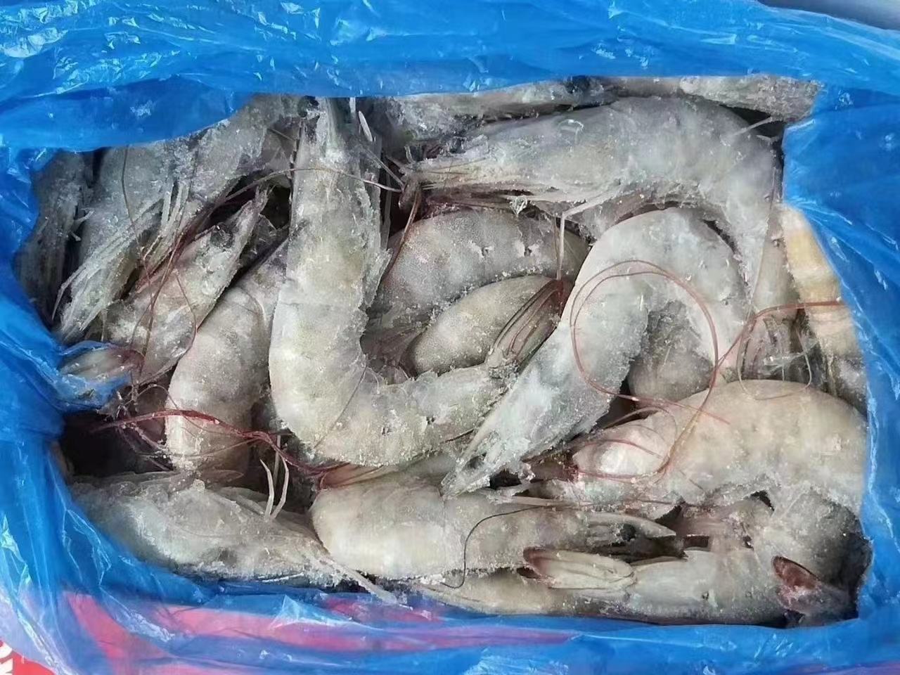 白对虾软壳症状图