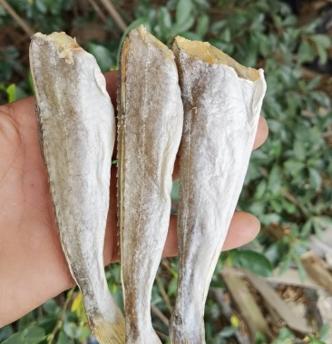 【一手货源】红头鱼 红娘鱼 皮棍鱼 咸鱼干 晒场直销价格便宜