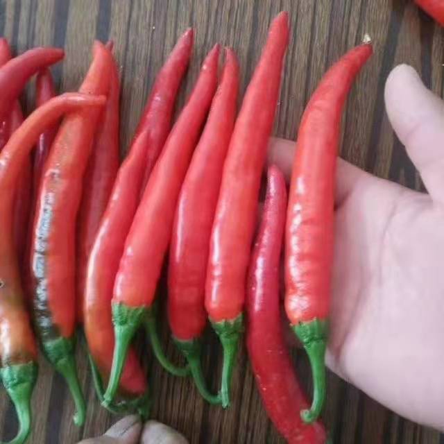 湘研种业,永岩1号鲜辣椒,辣椒酱,现货市场供应寻求合作欢